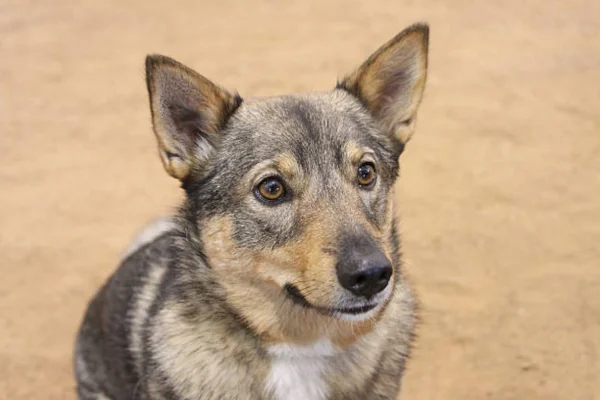 Vallhund Sueco