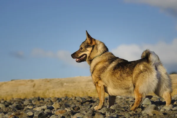 Vallhund sueco