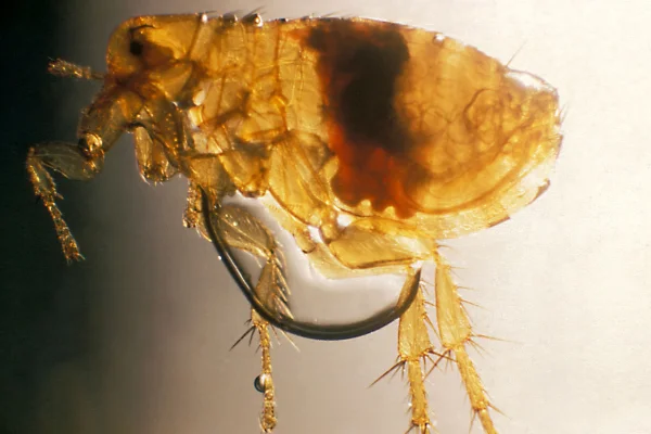 Types of fleas