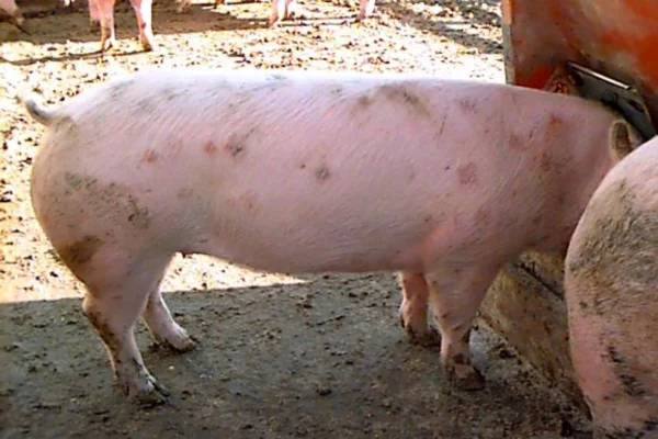 Swine erysipelas