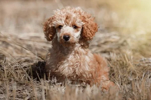 miniature poodle