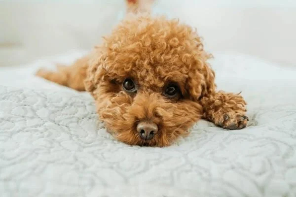 miniature poodle