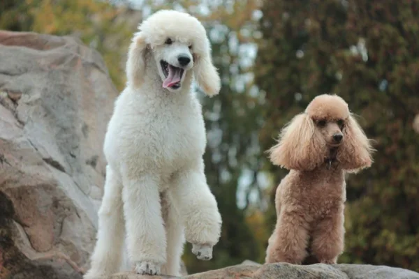 poodle miniatura