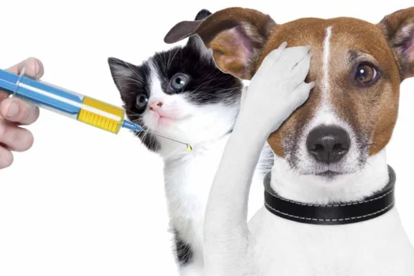 L'importanza delle vaccinazioni per cani e gatti (1)