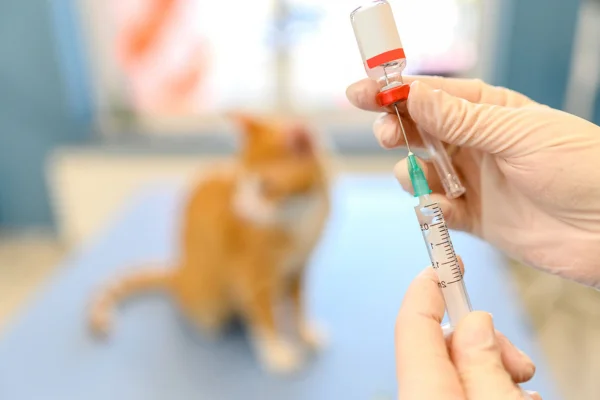 L'importanza delle vaccinazioni per cani e gatti (1)