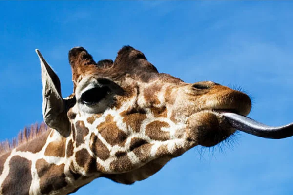 Ameaças Que Podem Levar as Girafas à Extinção: