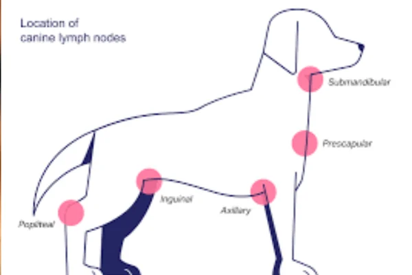 Adenocarcinoma in Dogs