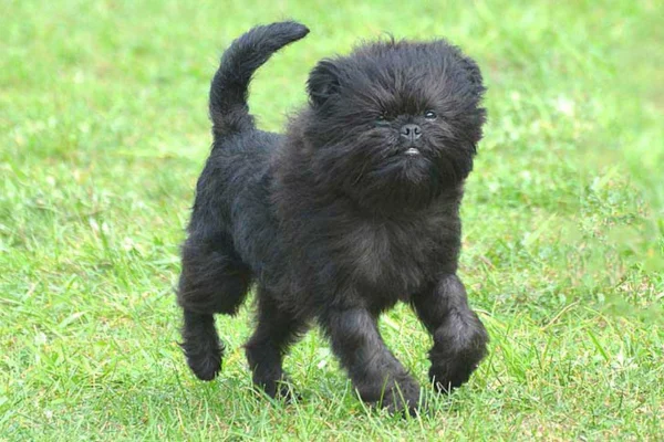 Affenpinscher