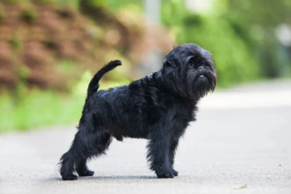 Affenpinscher