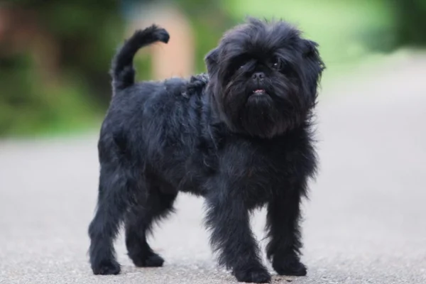 Affenpinscher