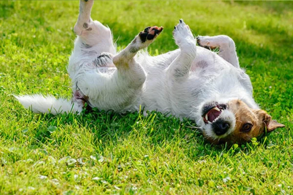 Apoquel para cachorro