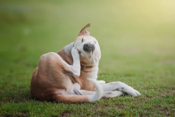 Apoquel para cachorro