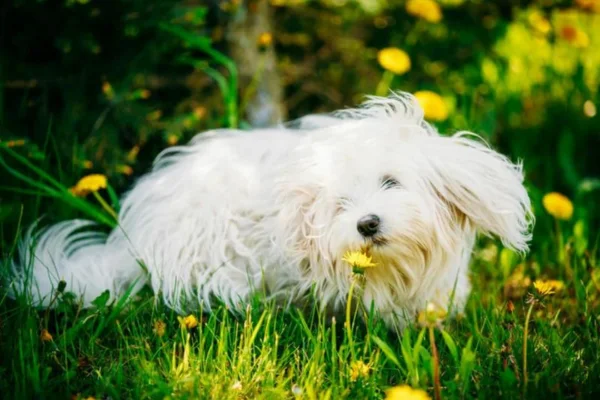 Bichon Bolonhês