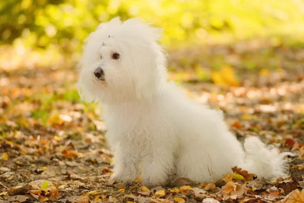 Bolognese Bichon