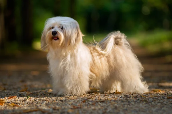 Bichón Habanero