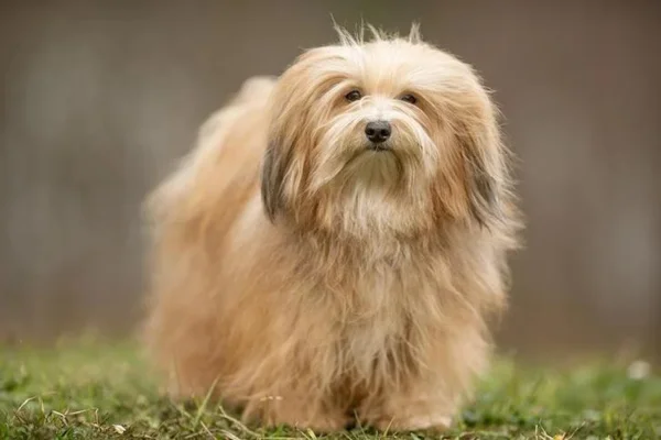 Bichón Habanero