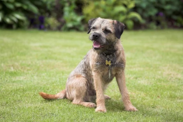 Border Terrier