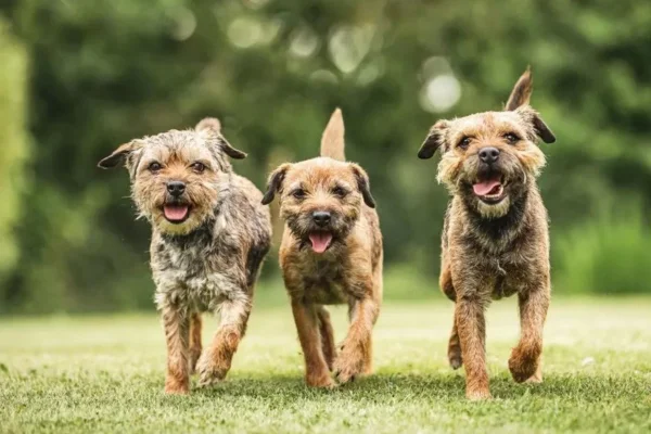 Border Terrier