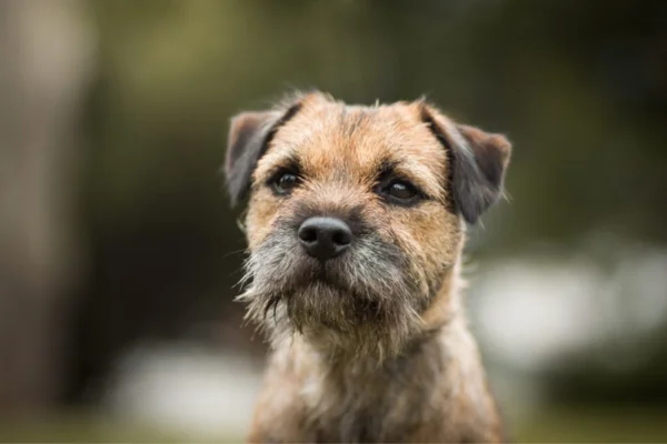 Border Terrier