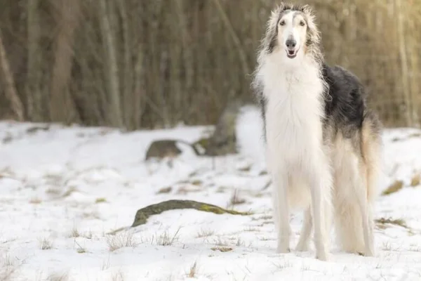 Borzoi