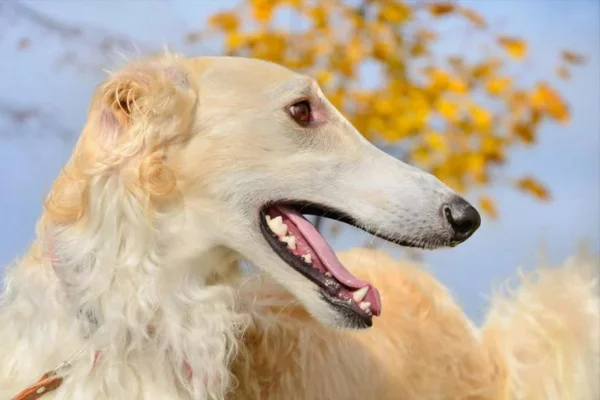 Borzoi