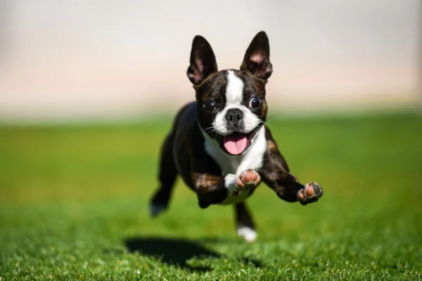 Boston terrier