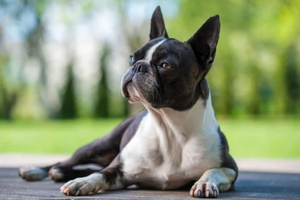 Boston terrier