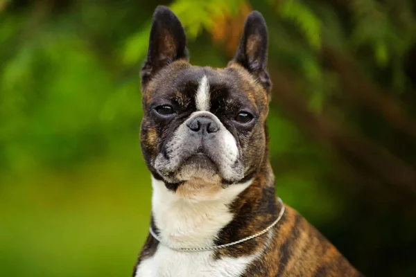 Boston terrier