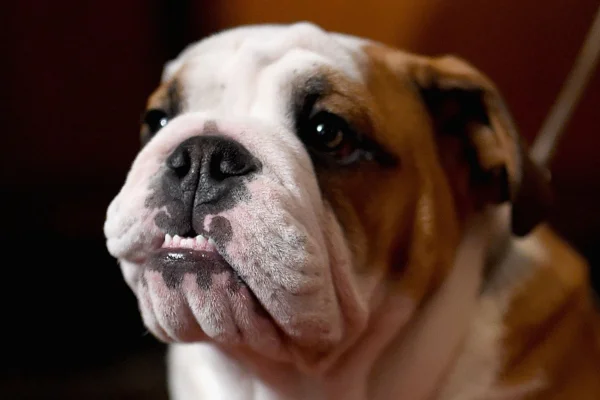 English Bulldog