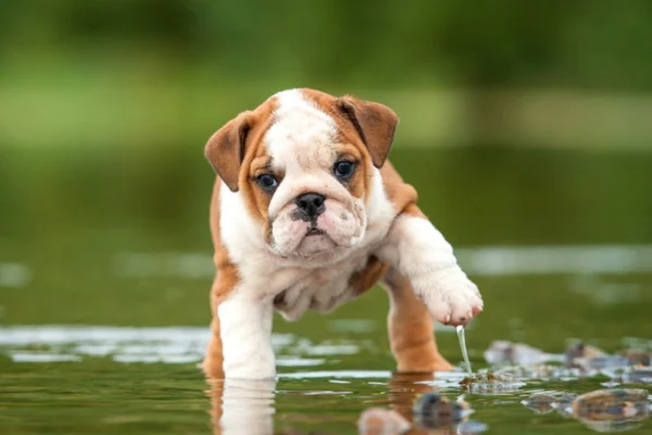 English Bulldog