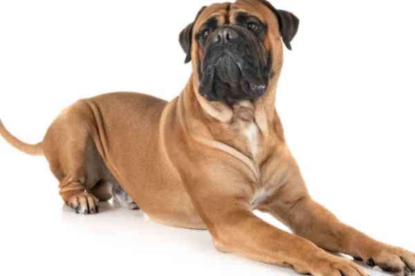 Bullmastiff