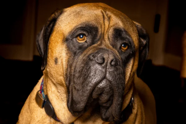 Bullmastiff