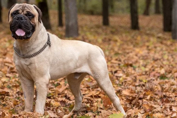 Bullmastiff