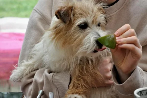 Mango Lint Puppy