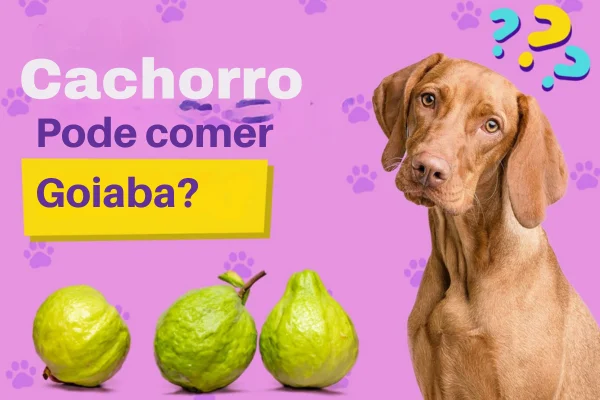 ¿Pueden comer guayaba los perros?