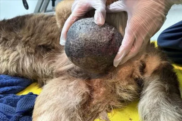 Cáncer testicular en perros