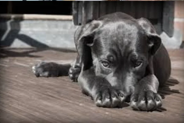 Cancer du testicule chez le chien