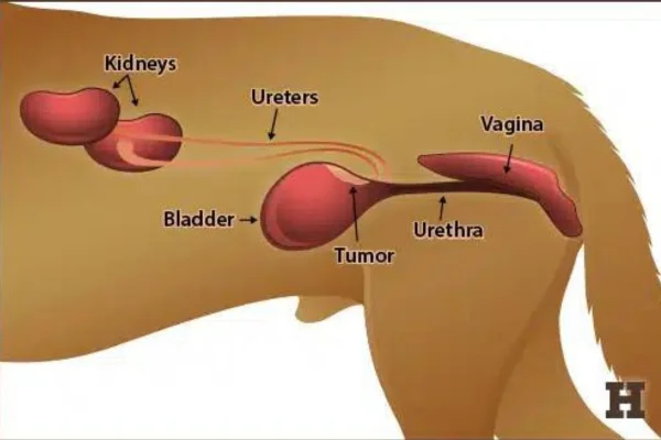 Câncer de Bexiga em Cães