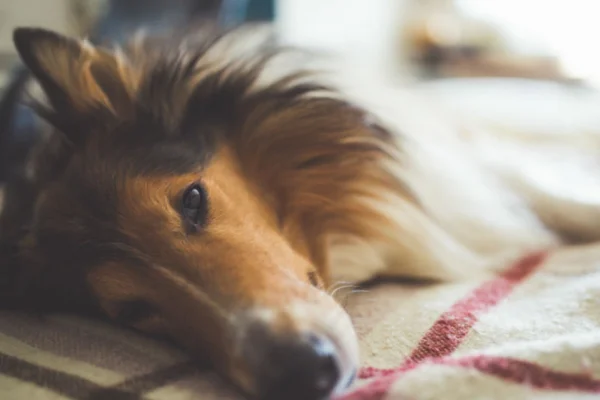 Câncer de Bexiga em Cães