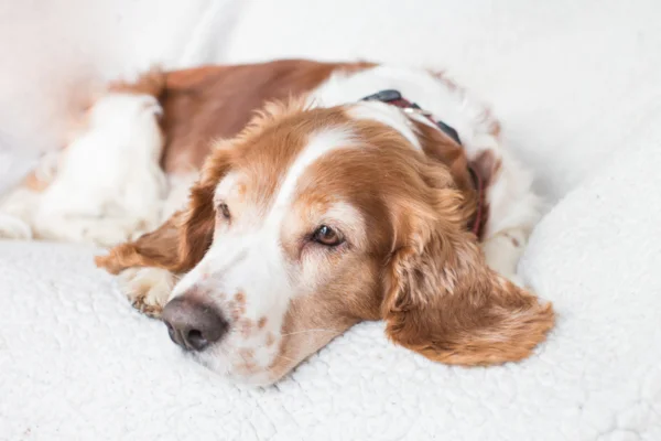 Cáncer de hígado en perros