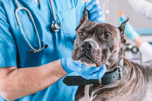 Câncer de Fígado em Cachorros (1)