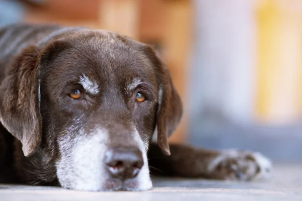 Câncer de Fígado em Cachorros (1)