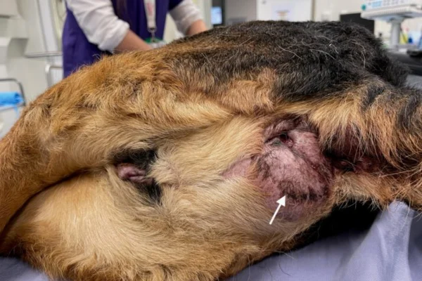 Anal sac cancer in dogs