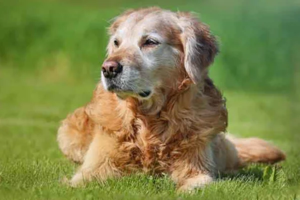 Cancer de la thyroïde chez les chiens