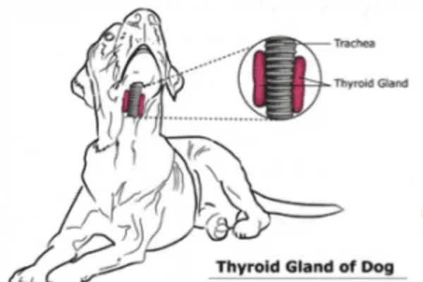 Cáncer de tiroides en perros