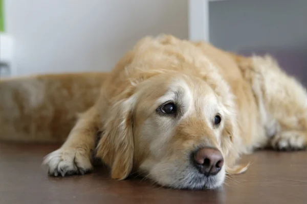 Cáncer en perros