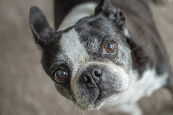 Câncer em cachorro