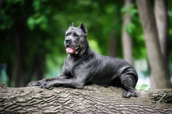 Cane Corso