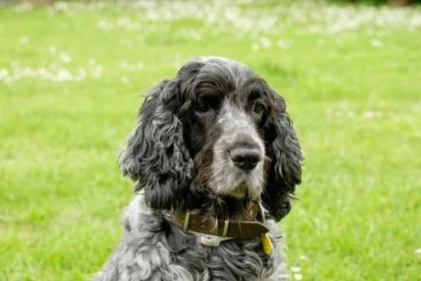 Carcinoma pancreático em Cães