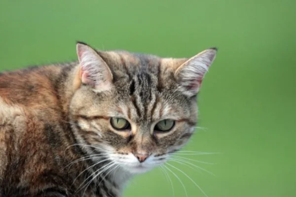 Un nodulo sulla pelle del gatto'è un'altra cosa.